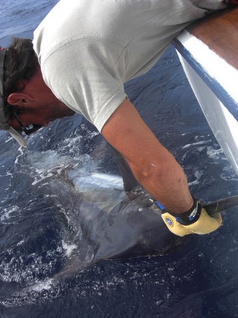 13/06 blue marlin Cavalier & Blue Marlin Sport Fishing Gran Canaria