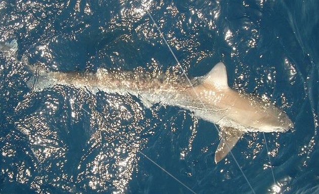 smoothhound Cavalier & Blue Marlin Sport Fishing Gran Canaria