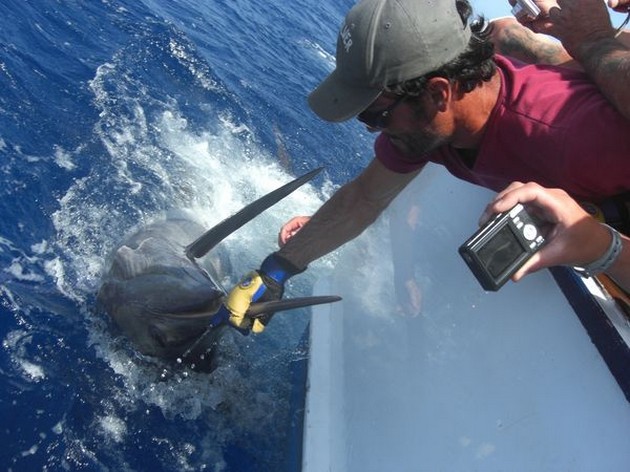 release me Cavalier & Blue Marlin Sport Fishing Gran Canaria