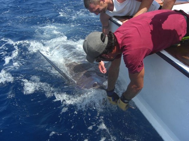 325 kilo marlin Cavalier & Blue Marlin Sport Fishing Gran Canaria