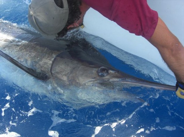 15/06 tag & release Cavalier & Blue Marlin Sport Fishing Gran Canaria