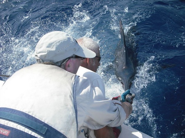 release me Cavalier & Blue Marlin Sport Fishing Gran Canaria