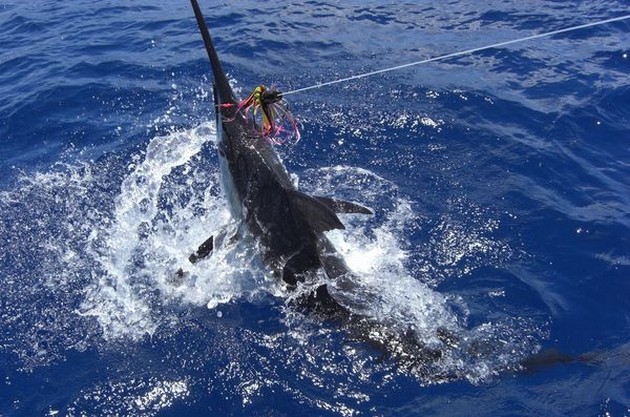 3 BILLFISH FREIGEGEBEN Oh mein Gott, was für ein großartiger Tag - Cavalier & Blue Marlin Sport Fishing Gran Canaria
