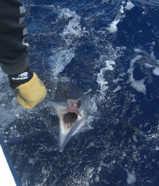 white marlin Cavalier & Blue Marlin Sport Fishing Gran Canaria