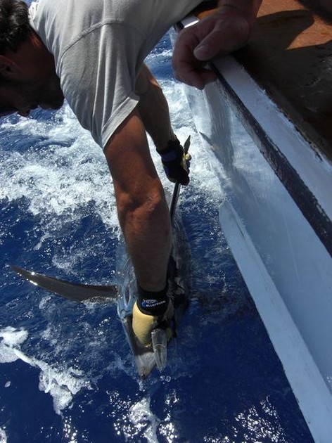 blue marlin Cavalier & Blue Marlin Sport Fishing Gran Canaria