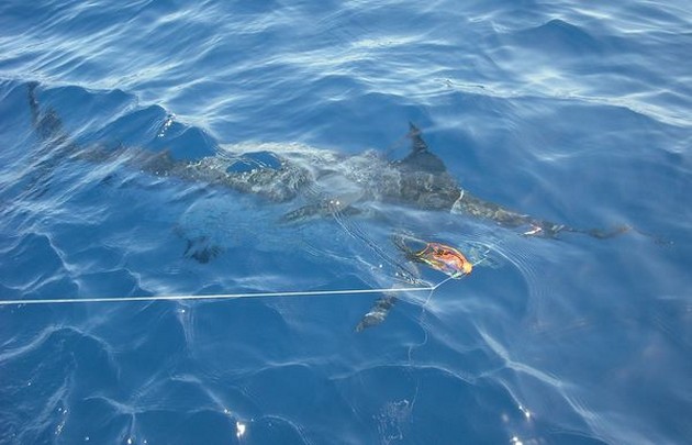  - Cavalier & Blue Marlin Sport Fishing Gran Canaria