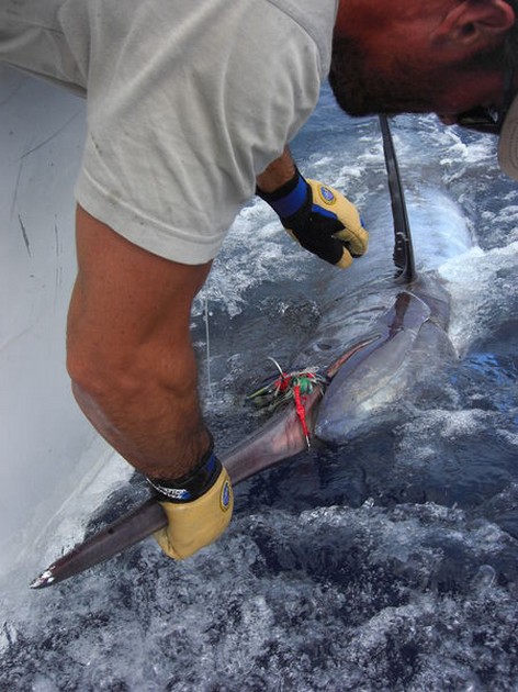 24/06 blue marlin Cavalier & Blue Marlin Sport Fishing Gran Canaria
