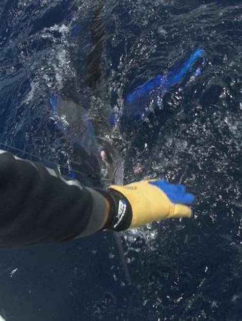 white marlin Cavalier & Blue Marlin Sport Fishing Gran Canaria