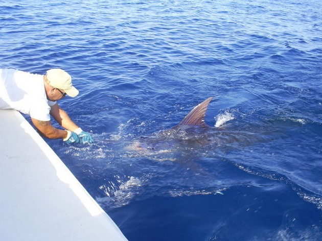 3 BLUE MARLINS RELEASED<br><br><br>It was this morning almost - Cavalier & Blue Marlin Sport Fishing Gran Canaria