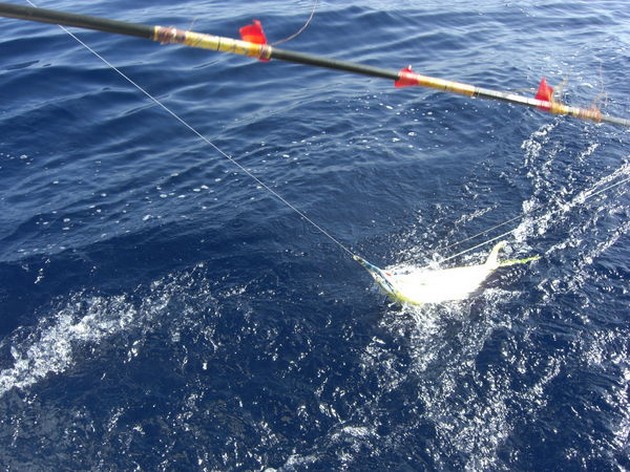 DORADO`S<br><br>It was this morning Pascal Tesser from Holland - Cavalier & Blue Marlin Sport Fishing Gran Canaria