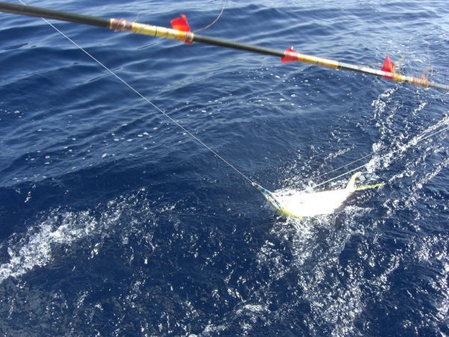  - Cavalier & Blue Marlin Sport Fishing Gran Canaria