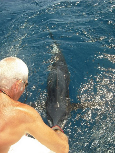 03/07 blue marlin Cavalier & Blue Marlin Sport Fishing Gran Canaria