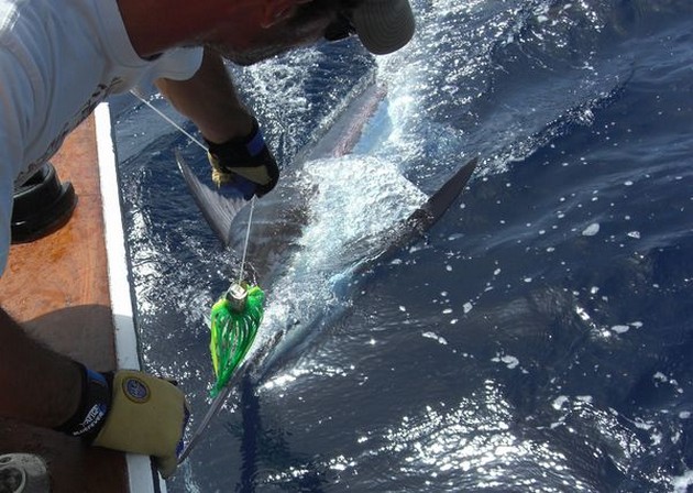 - Cavalier & Blue Marlin Sport Fishing Gran Canaria
