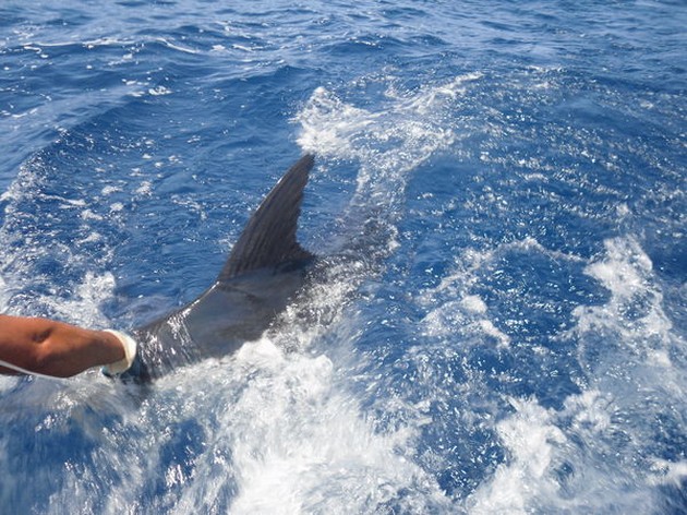 6 BLUE MARLINS TAGGED AND RELEASED BY 2 BOATS<br><br>Oh my - Cavalier & Blue Marlin Sport Fishing Gran Canaria