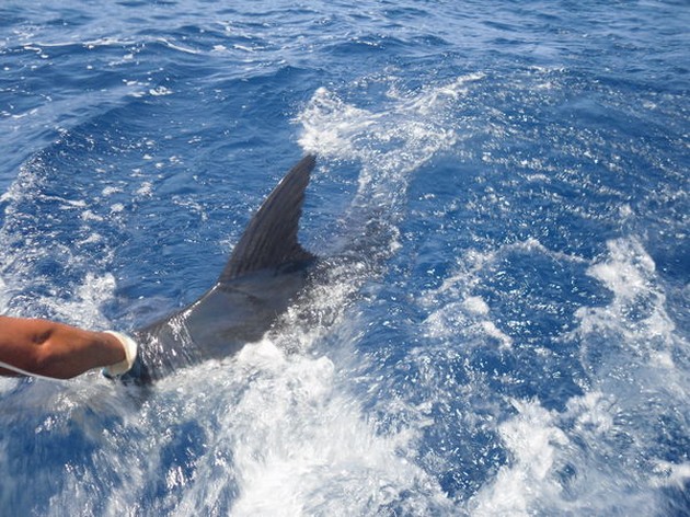  - Cavalier & Blue Marlin Sport Fishing Gran Canaria