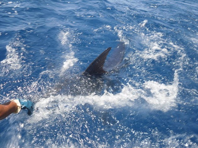 280 kg blue marlin Cavalier & Blue Marlin Sport Fishing Gran Canaria