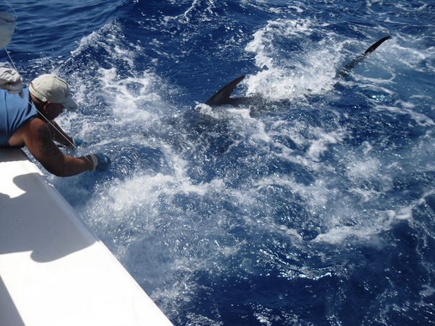 225 kg blue marlin Cavalier & Blue Marlin Sport Fishing Gran Canaria