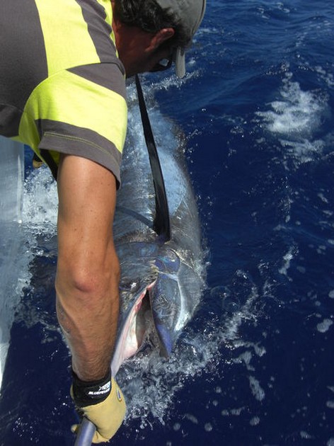 tag & release Cavalier & Blue Marlin Sport Fishing Gran Canaria