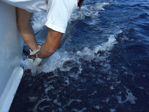 tag & release Cavalier & Blue Marlin Sport Fishing Gran Canaria