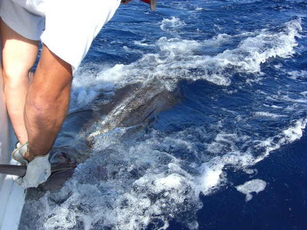 CAVALIER MERKT 200 KG BLAUWE MARLIJN<br><br>Er is nog steeds - Cavalier & Blue Marlin Sport Fishing Gran Canaria