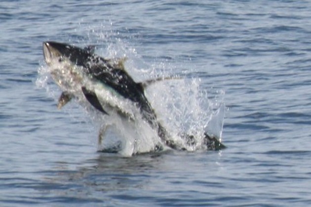 3 BIG EYE TUNAS<br><br>UPDATED: Monday 13th of July at 11.36 - Cavalier & Blue Marlin Sport Fishing Gran Canaria
