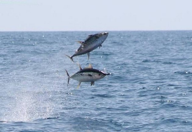 3 YELLOW FIN TUNAS <br><br>UPDATED: Monday the 13th of July - Cavalier & Blue Marlin Sport Fishing Gran Canaria