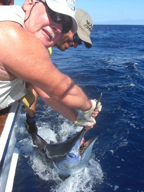 14/07 blue marlin Cavalier & Blue Marlin Sport Fishing Gran Canaria