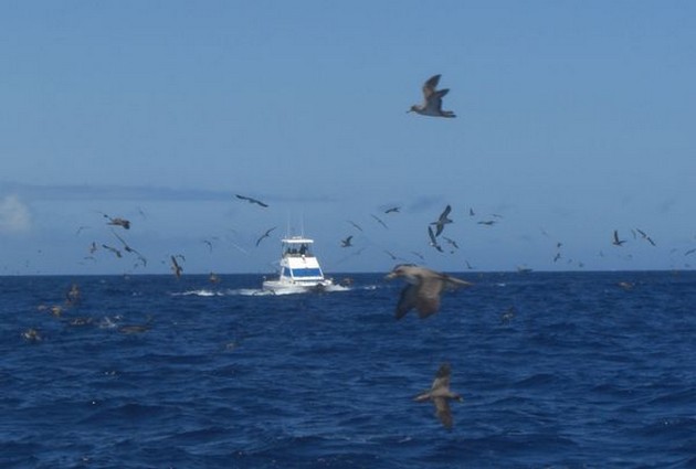 CAVALIER MERKT 120 KILO BLAUWE MARLIJN<br><br>Soms voel ik - Cavalier & Blue Marlin Sport Fishing Gran Canaria