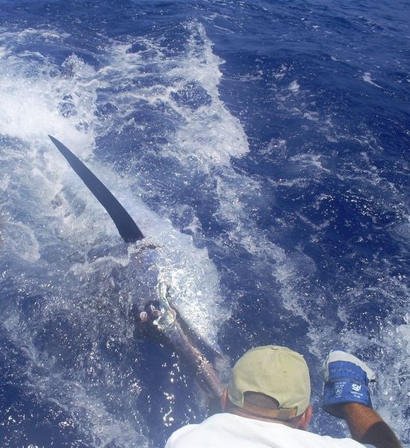release me Cavalier & Blue Marlin Sport Fishing Gran Canaria