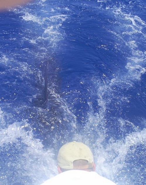 release me Cavalier & Blue Marlin Sport Fishing Gran Canaria