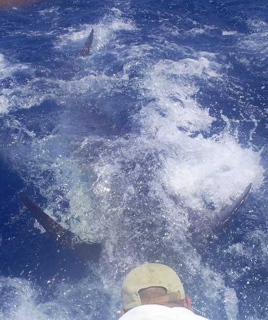 blue marlin Cavalier & Blue Marlin Sport Fishing Gran Canaria