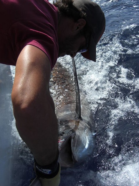 release me Cavalier & Blue Marlin Sport Fishing Gran Canaria