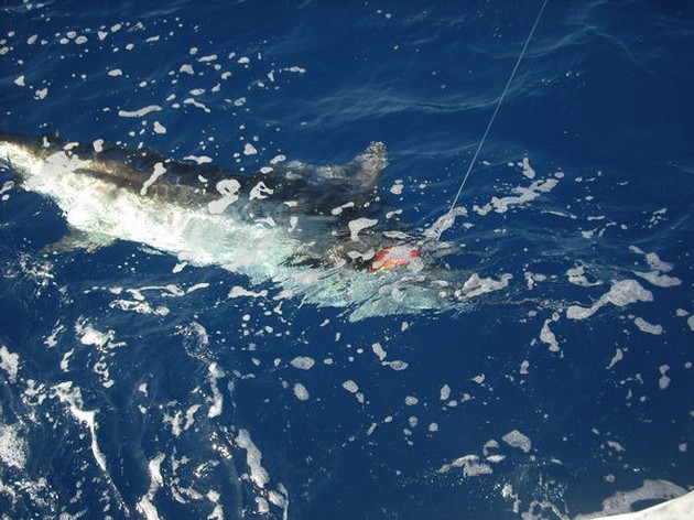 tag and release Cavalier & Blue Marlin Sport Fishing Gran Canaria