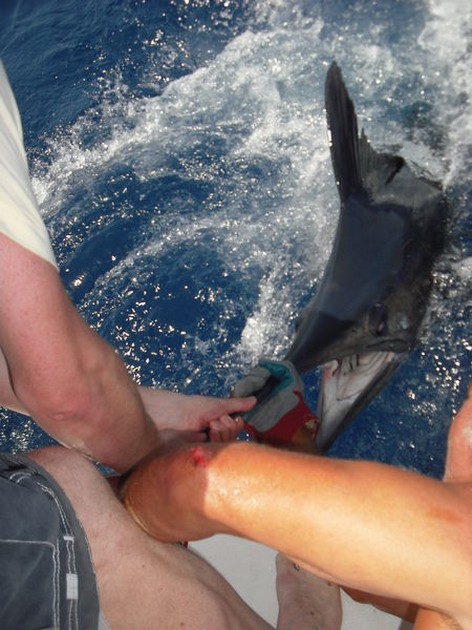 release me Cavalier & Blue Marlin Sport Fishing Gran Canaria