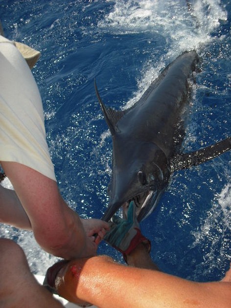 tag & release Cavalier & Blue Marlin Sport Fishing Gran Canaria