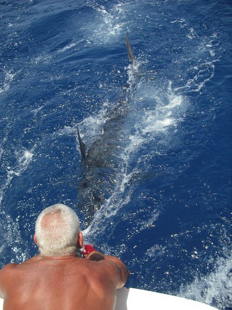 released Cavalier & Blue Marlin Sport Fishing Gran Canaria