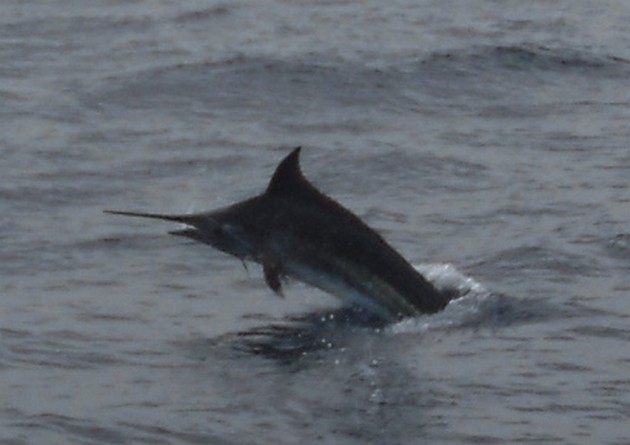 LOTS OF ACTION !!!<br><br>Also today the boats had a lot - Cavalier & Blue Marlin Sport Fishing Gran Canaria