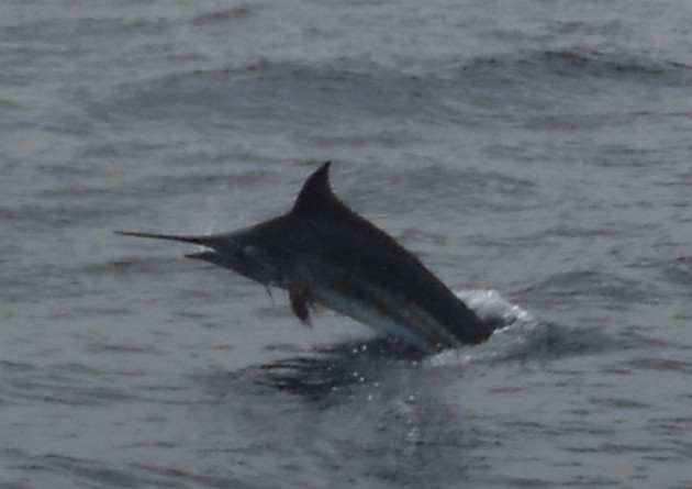  - Cavalier & Blue Marlin Sport Fishing Gran Canaria