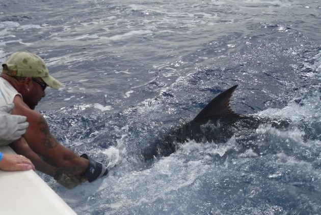 release me Cavalier & Blue Marlin Sport Fishing Gran Canaria