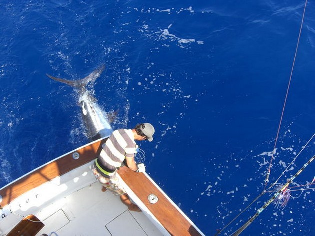 CAVALIER TAGGED AGAIN 2 BLUE MARLINS Meistens die Crew - Cavalier & Blue Marlin Sport Fishing Gran Canaria