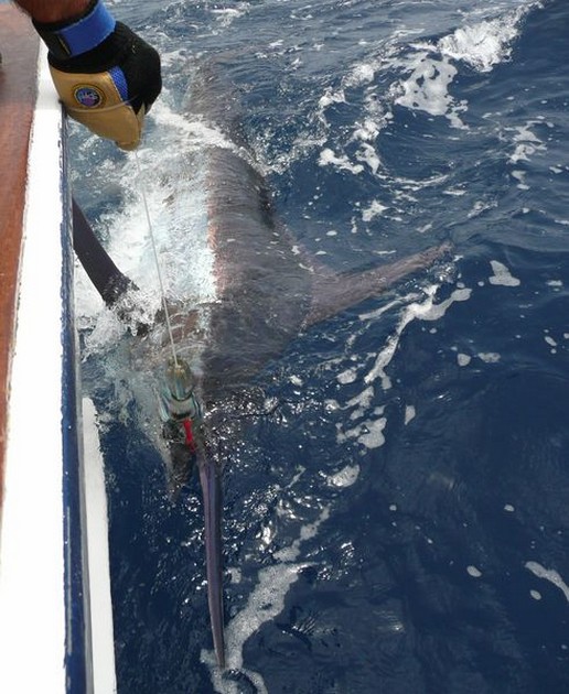 20/07 blue marlin Cavalier & Blue Marlin Sport Fishing Gran Canaria