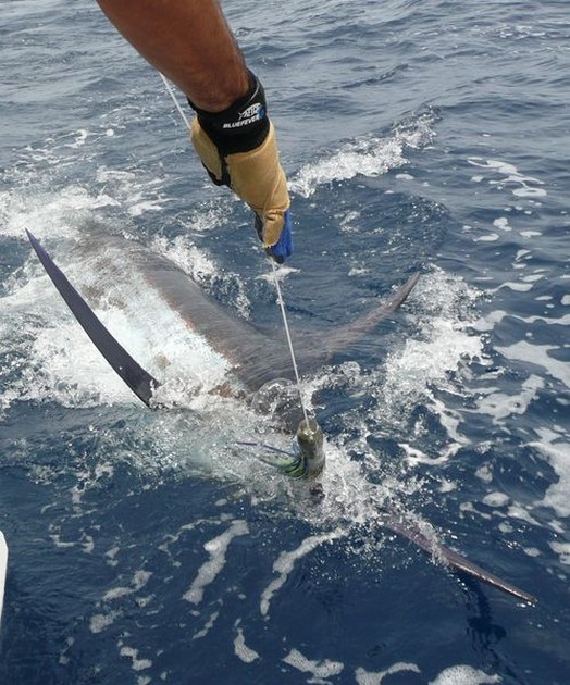 release me Cavalier & Blue Marlin Sport Fishing Gran Canaria