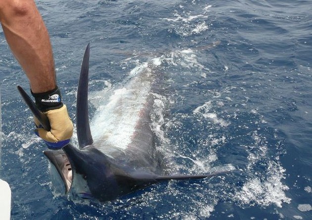 blue marlin Cavalier & Blue Marlin Sport Fishing Gran Canaria