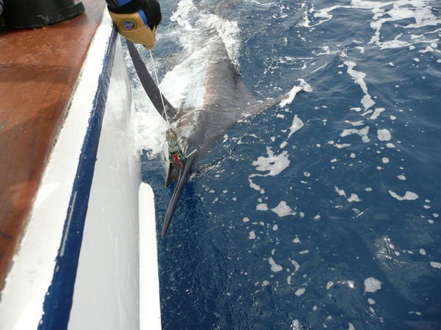 NEVER BEFORE<br><br>It NEVER HAPPENS BEFORE in Gran Canaria, - Cavalier & Blue Marlin Sport Fishing Gran Canaria