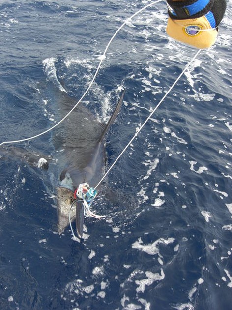 blue marlin Cavalier & Blue Marlin Sport Fishing Gran Canaria