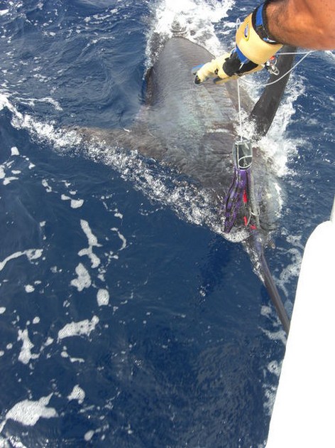 blue marlin Cavalier & Blue Marlin Sport Fishing Gran Canaria