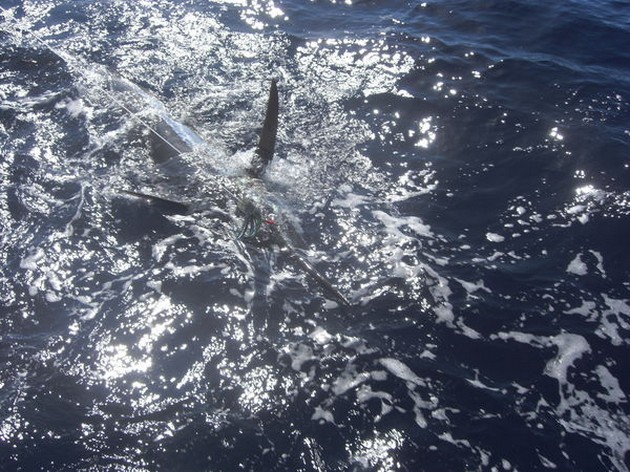 release me Cavalier & Blue Marlin Sport Fishing Gran Canaria