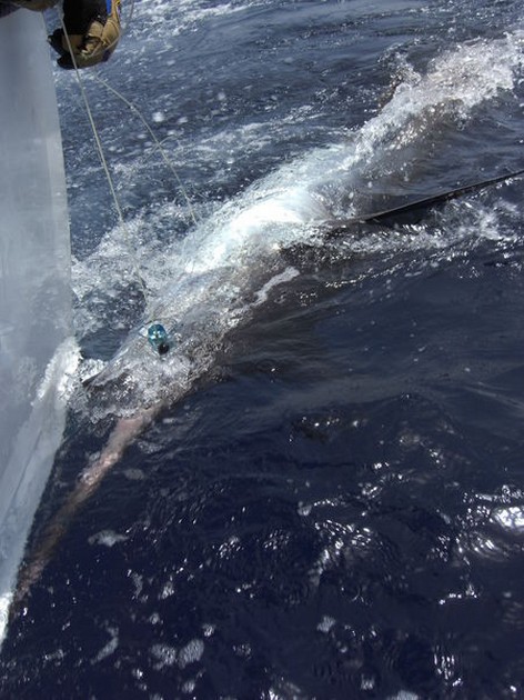 blue marlin Cavalier & Blue Marlin Sport Fishing Gran Canaria