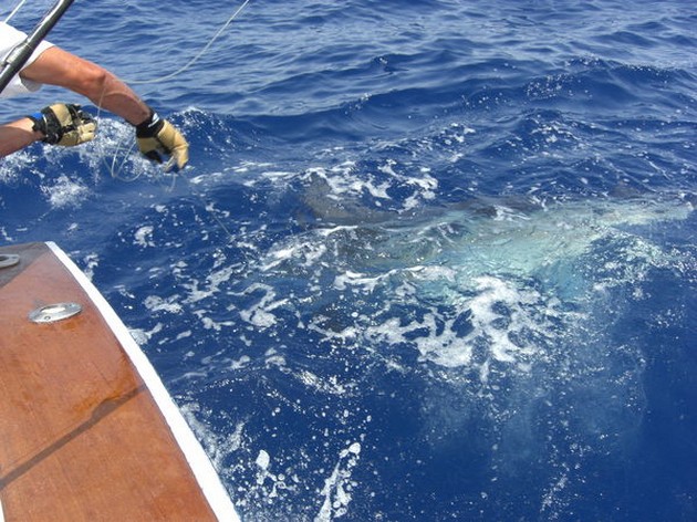 24st PUERTO RICO BIG GAME TOURNAMENT 2009 - DAY 2<br><br>Today - Cavalier & Blue Marlin Sport Fishing Gran Canaria