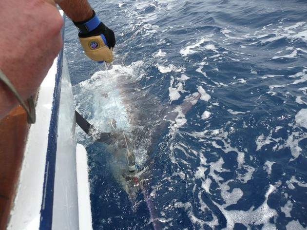 2 MARLIN HOOK UPS<br><br>With the Cavalier as new `Release - Cavalier & Blue Marlin Sport Fishing Gran Canaria